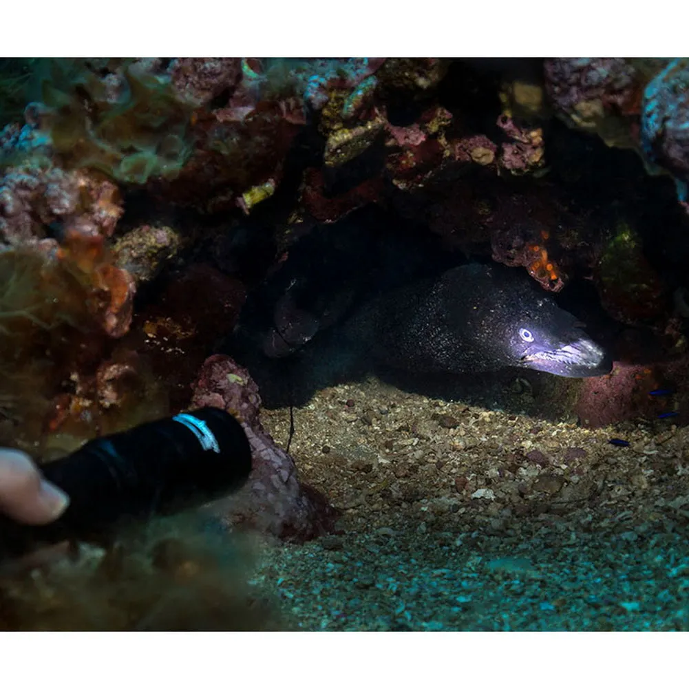Orcatorch D580 Scuba Dive Light